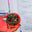 An image of Kitronik ZIP Halo HD for micro:bit An image of Kitronik ZIP Halo HD for micro:bit