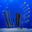An image of The Cuttle An image of The Cuttle