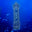 An image of The Cuttle An image of The Cuttle