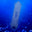 An image of The Cuttle An image of The Cuttle
