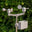 An image of Wind and Rain Sensors for Weather Station (Wind Vane / Anemometer / Rain Gauge) An image of Wind and Rain Sensors for Weather Station (Wind Vane / Anemometer / Rain Gauge)
